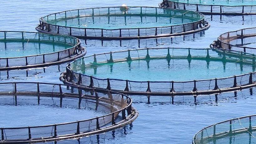 Adelaide to Highlight Food Safety at World Aquaculture Conference