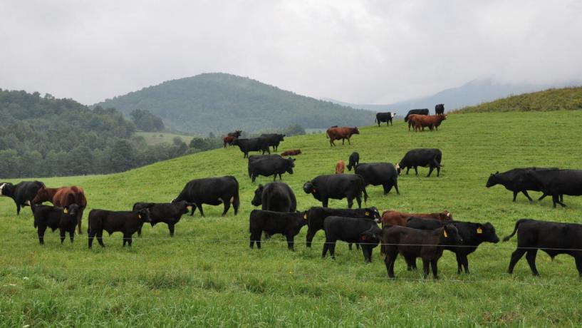 Australian Mining Unearth Richer Profits with Cattle Farming