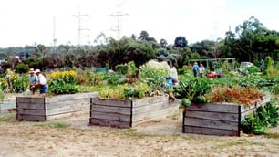 Ausveg Says Community Gardens a Food Safety Risk