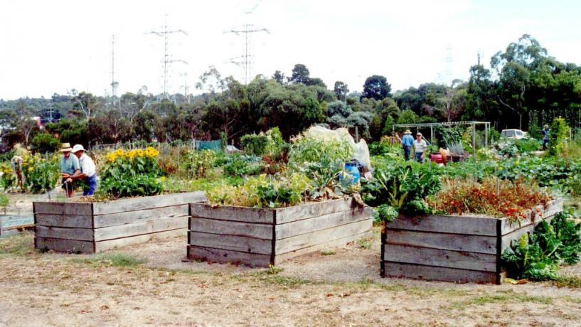 Ausveg Says Community Gardens a Food Safety Risk