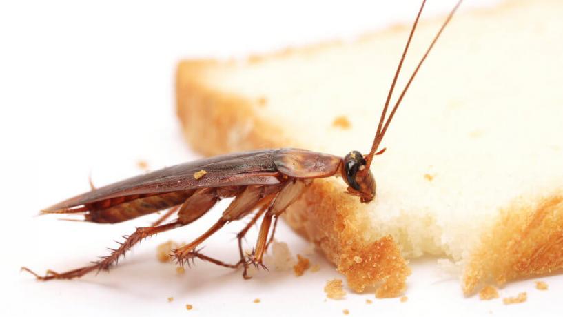 Brisbane Diner Finds Live Roach in Risotto