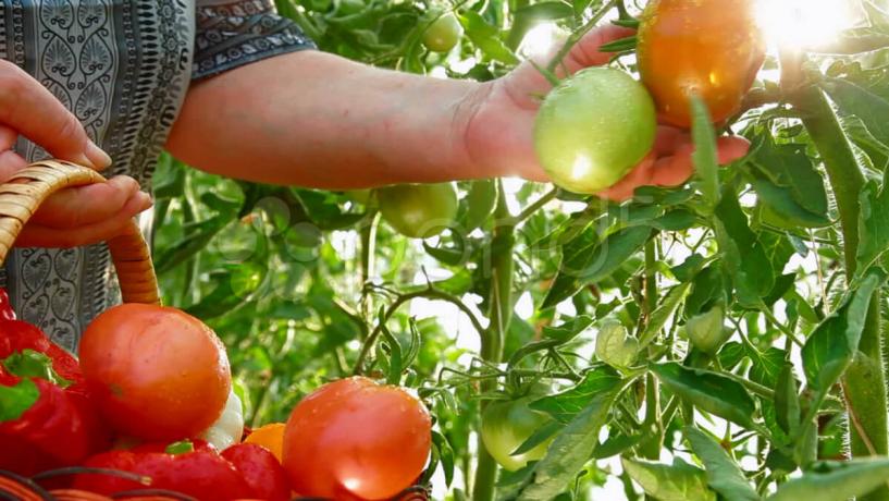 International Export Hopes for Tasmanian Vegetable Industry