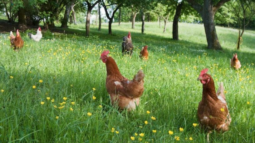 Local Children Prompt McDonalds to Go Cage-Free