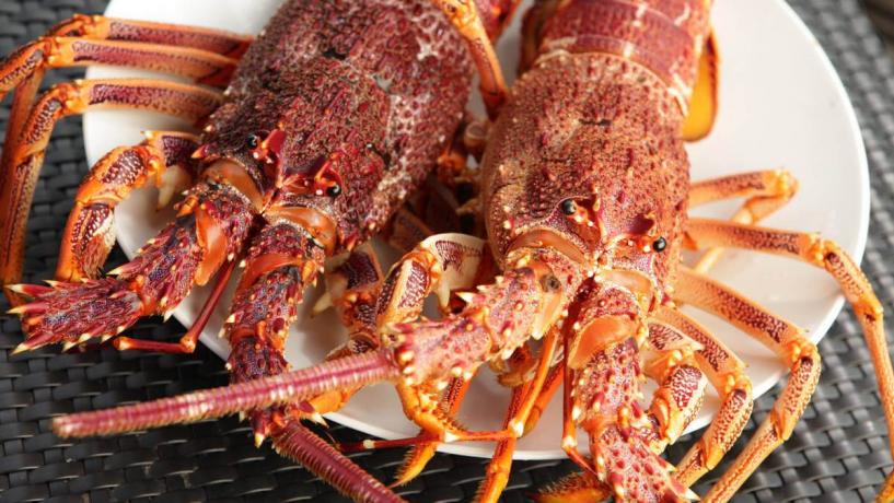 New Zealand Invests in Rock Lobster Research