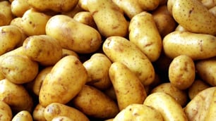 New Zealand Researchers Investigate Safer, Cadmium-Free Potatoes