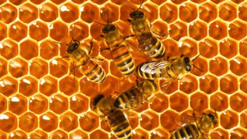 Phoney Honey Imported From Overseas Might Not Come From Bees