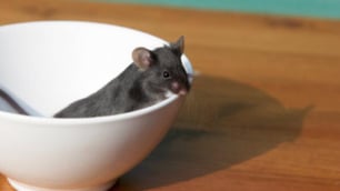 Rat Poison Found in Aussie Pork Meat