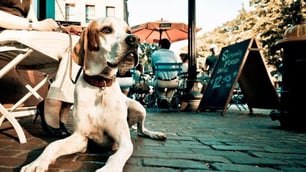 Recent Change to Outdoor Dining Laws Now Permits Dogs