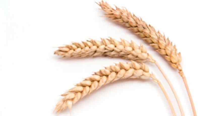 Some Australian Critics Say Biotech Wheat Could Pose Genetic Danger
