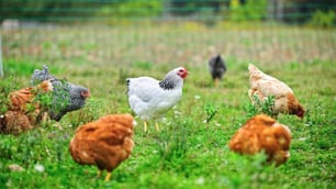 Tasmania Proposes New Food Safe Regulations for Backyard Chicken Breeders