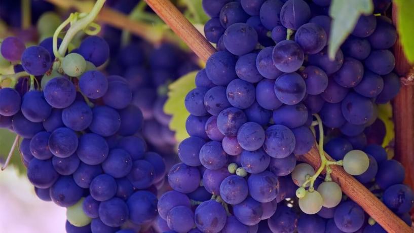 Venomous Spiders Cause Mexican Grape Recall