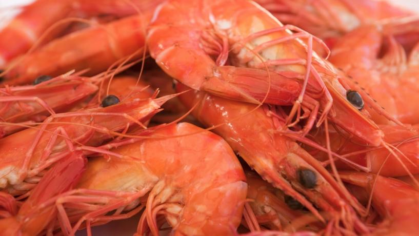 White Spot Disease Found In Queensland Wild Prawns