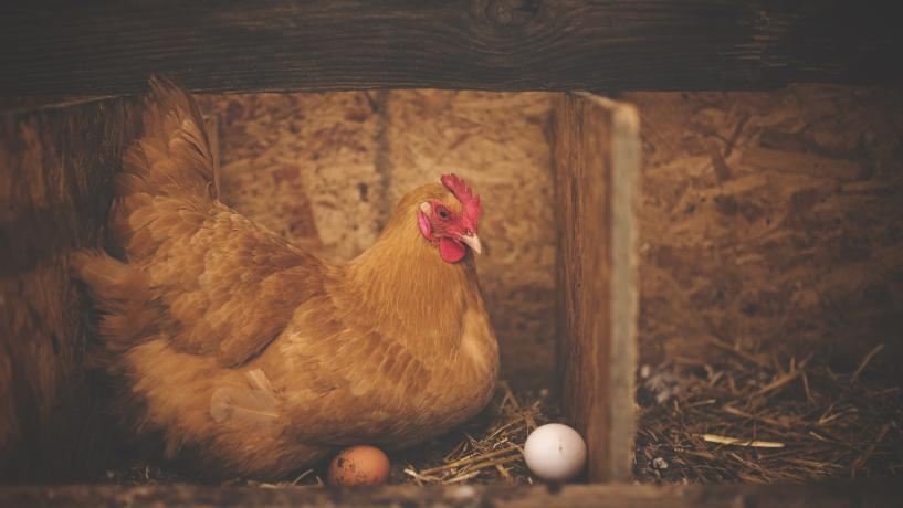 Backyard Chickens the Source of Salmonella Outbreak