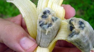 Banana Fungal Fears Strike Queensland Farmers