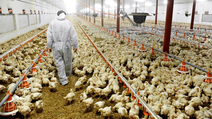 New Testing Method Detects Campylobacter in Chickens Faster