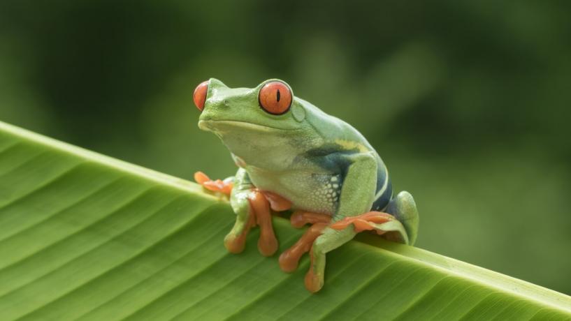 Frogs and Geckos to Blame for NT Salmonella Spike