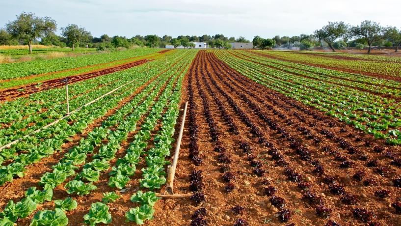 A wide field of green salad at a farm