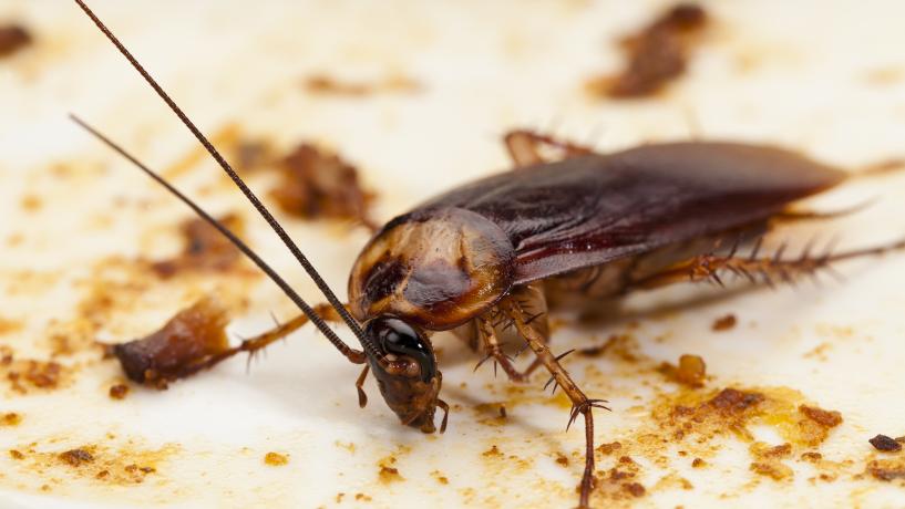 Cockroaches Will Soon Be Immune to Insecticides