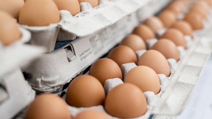 New and Rare Strains of Salmonella Enter the Australian Egg Supply