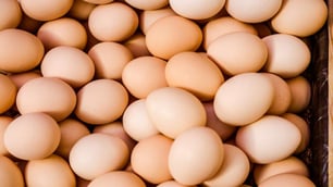 New Industry-led Salmonella Prevention Plan for QLD Eggs