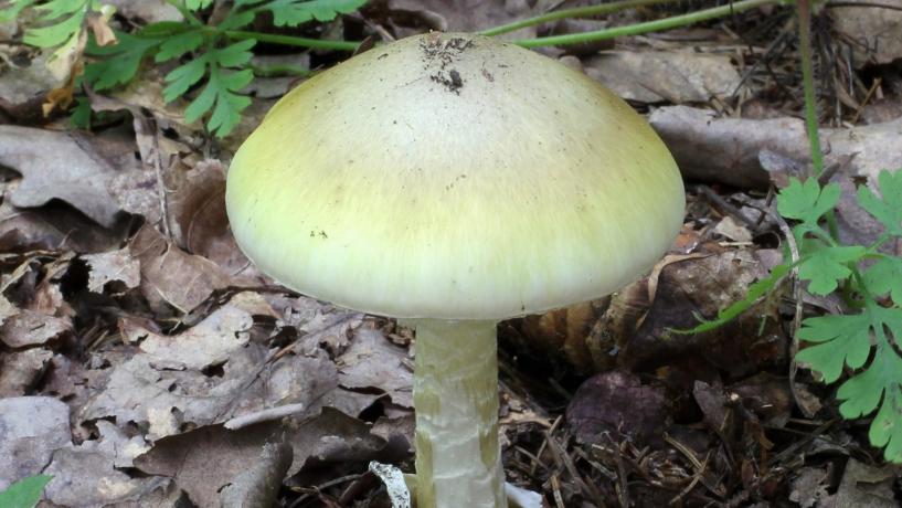 Eight People Hospitalised after Eating Poisonous Wild Mushrooms