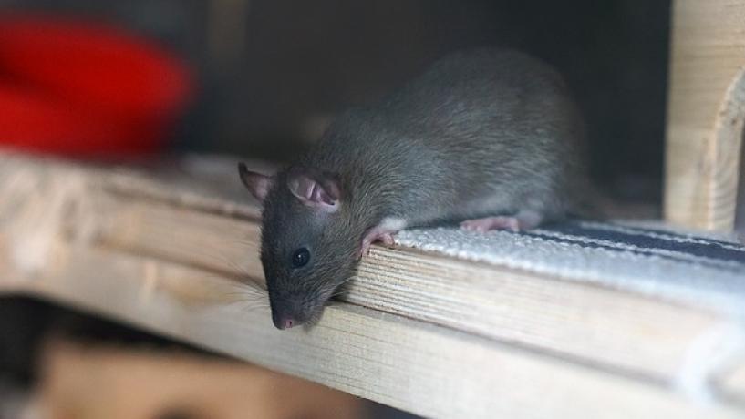 Sydney Struggles to Get Rat Problem Under Control