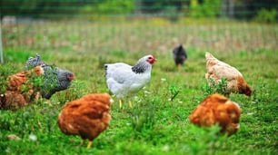 Hens that will give free-range eggs